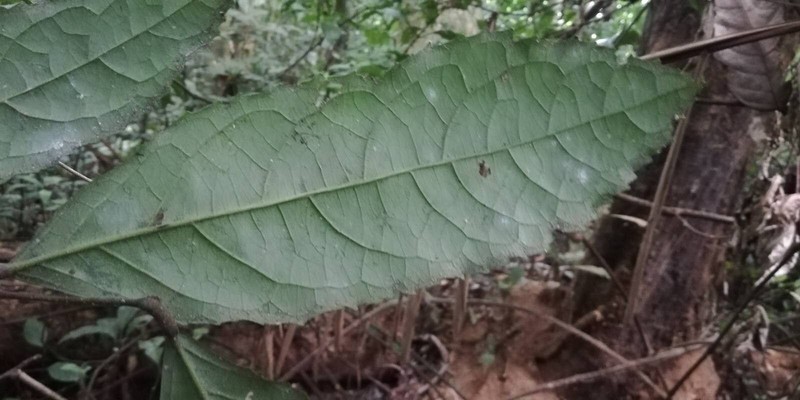 Homalium longistylum photo 7