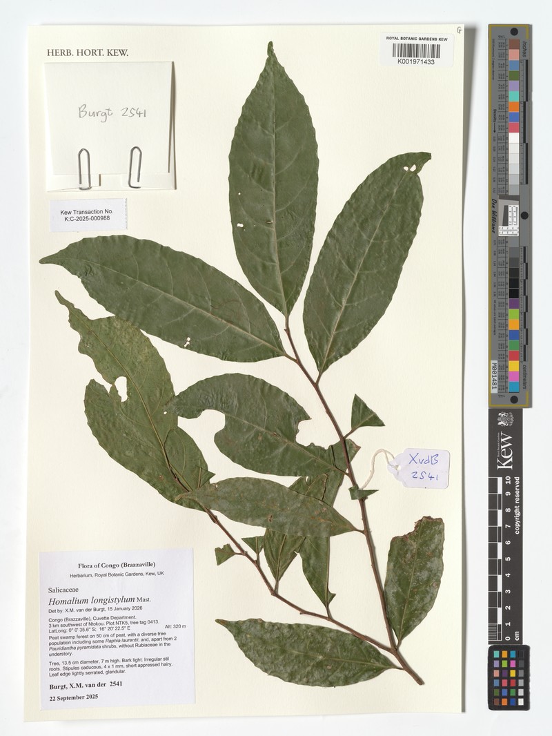 Homalium longistylum photo 8