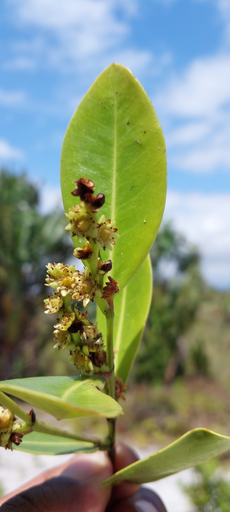 Homalium louvelianum photo 2