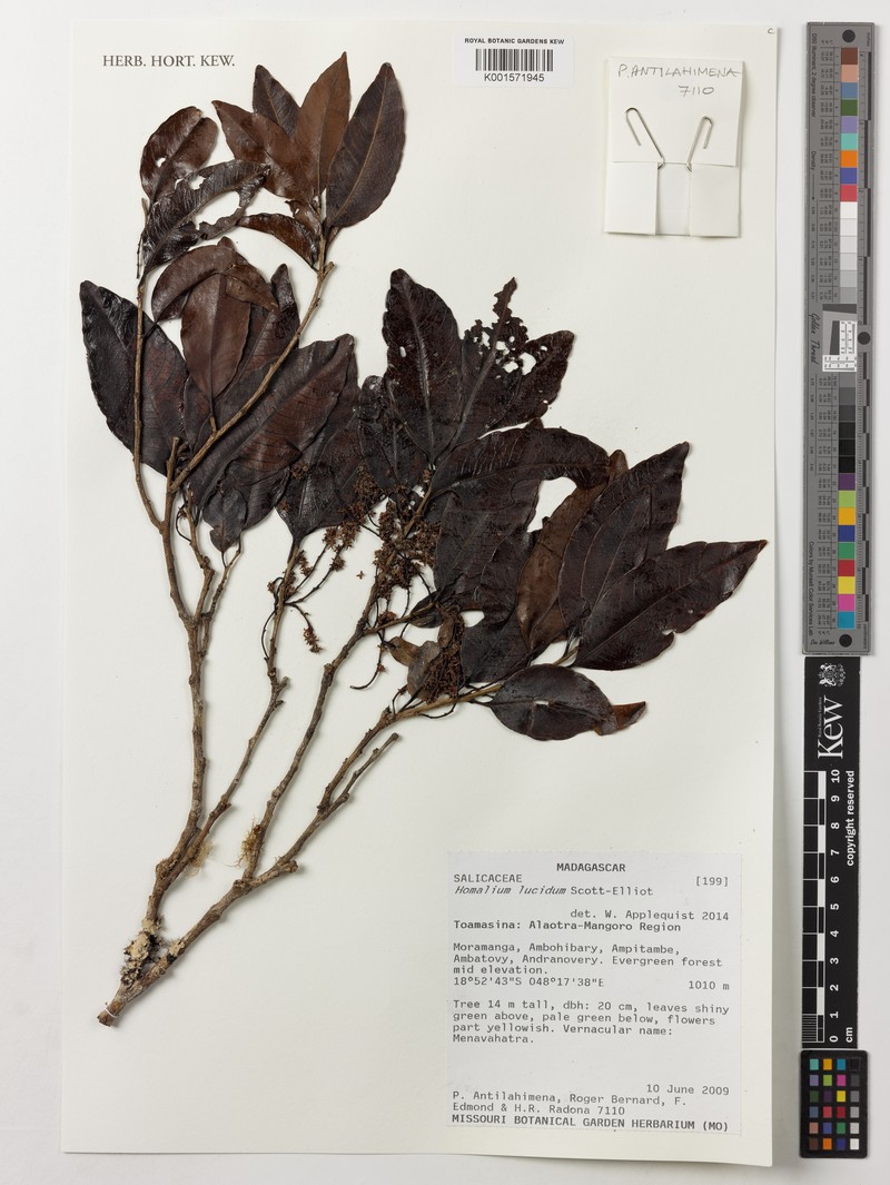 Homalium lucidum