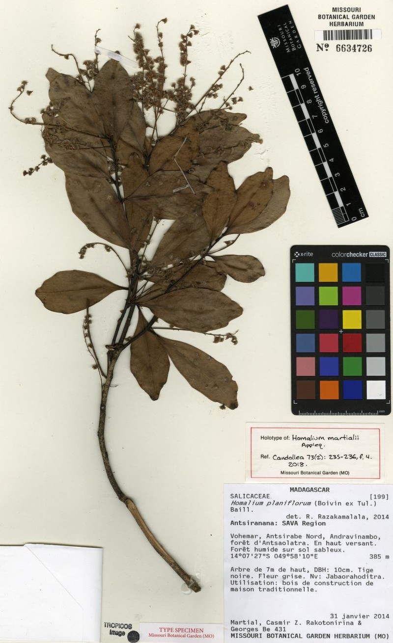 Homalium martialii