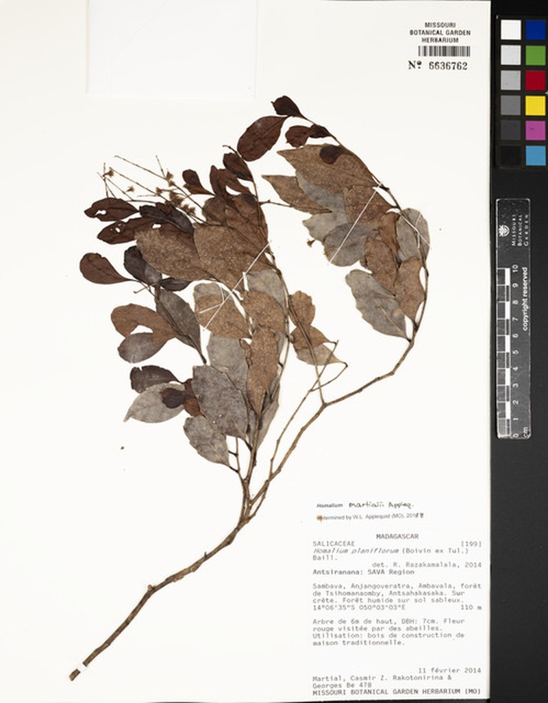Homalium martialii photo 2