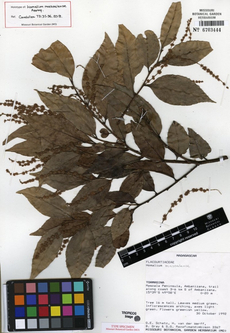 Homalium masoalense