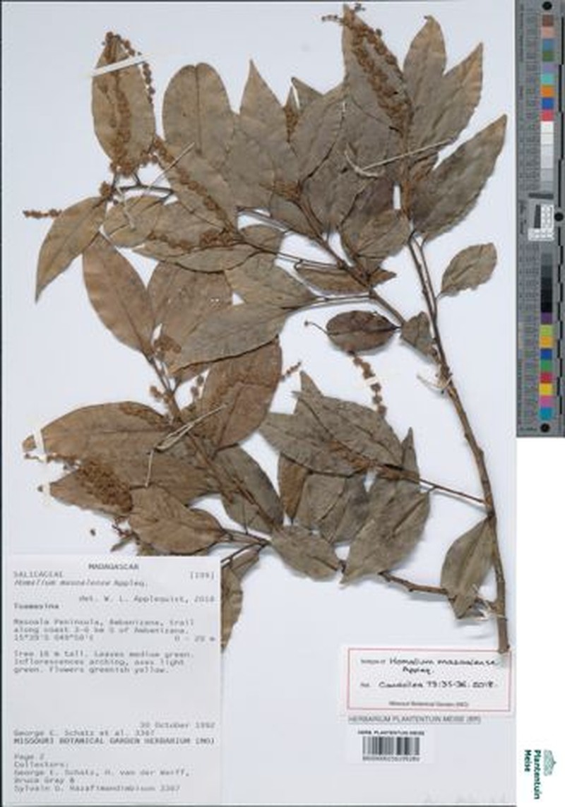 Homalium masoalense photo 3