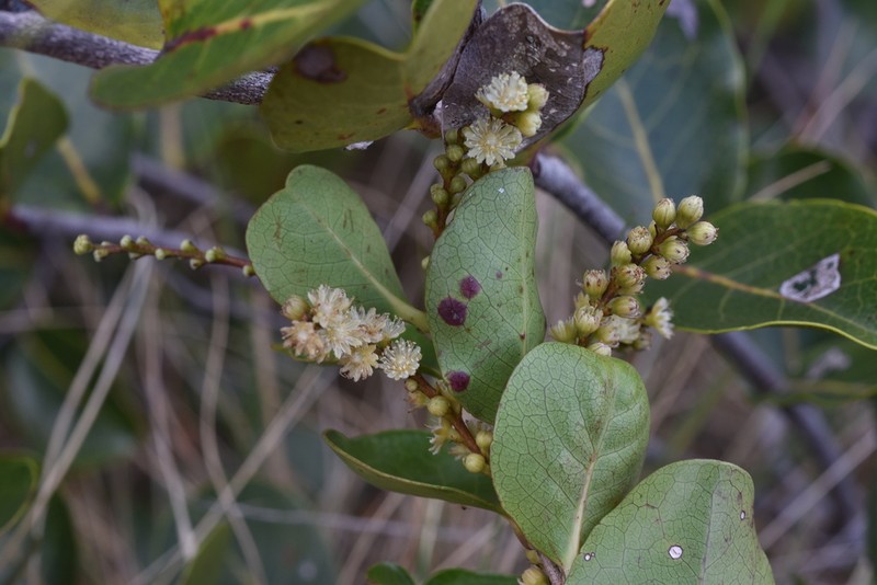 Homalium mathieuanum