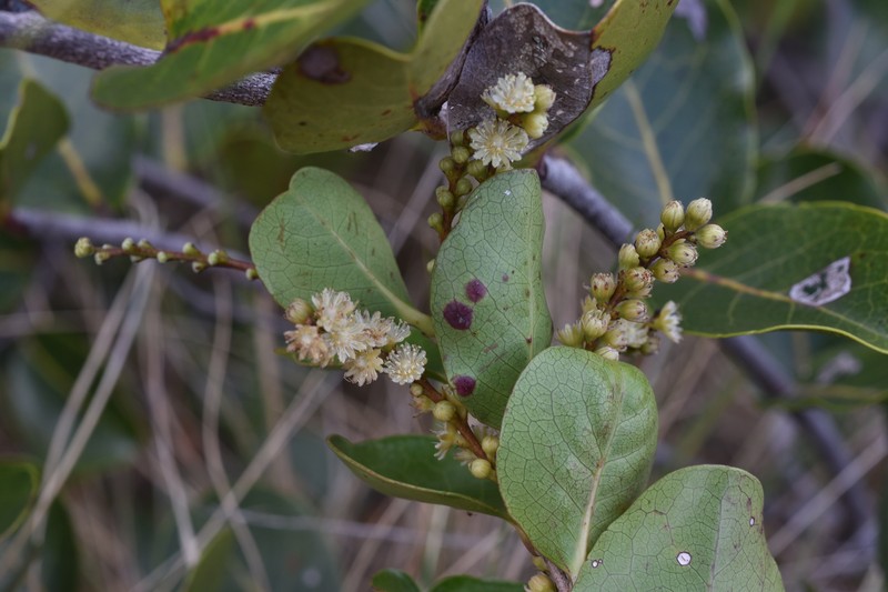Homalium mathieuanum photo 2