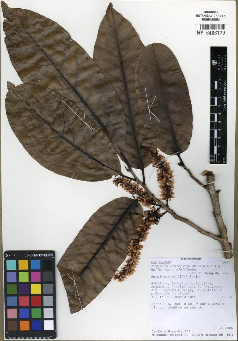 Homalium megaphyllum