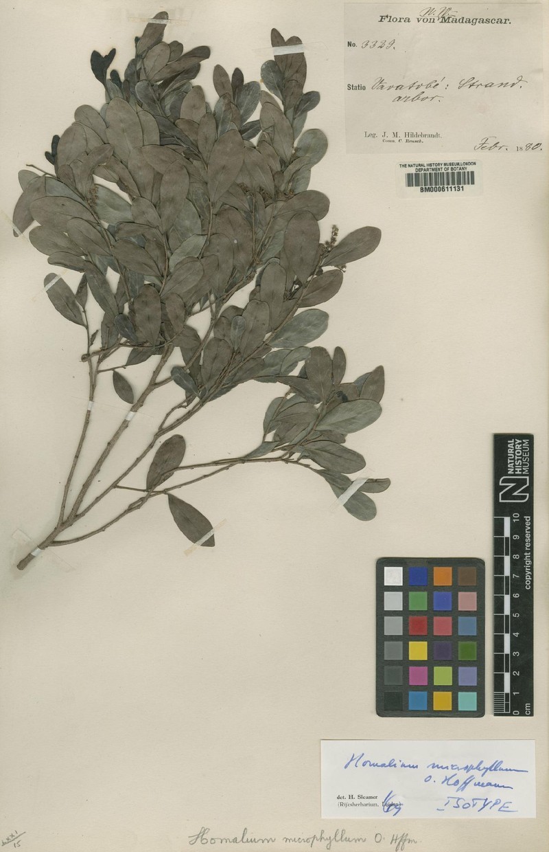 Homalium microphyllum