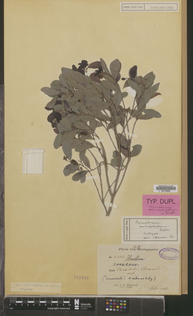 Homalium microphyllum photo 2