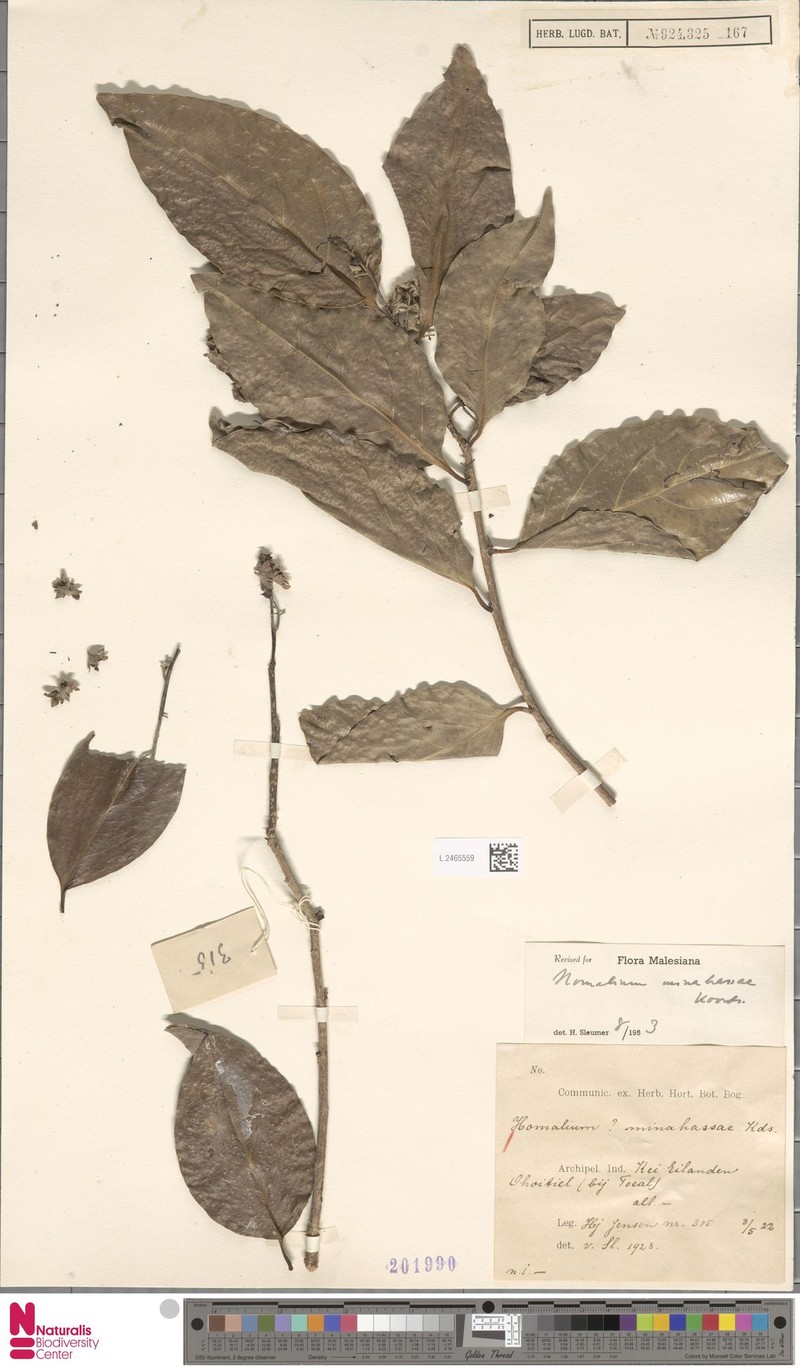 Homalium minahassae
