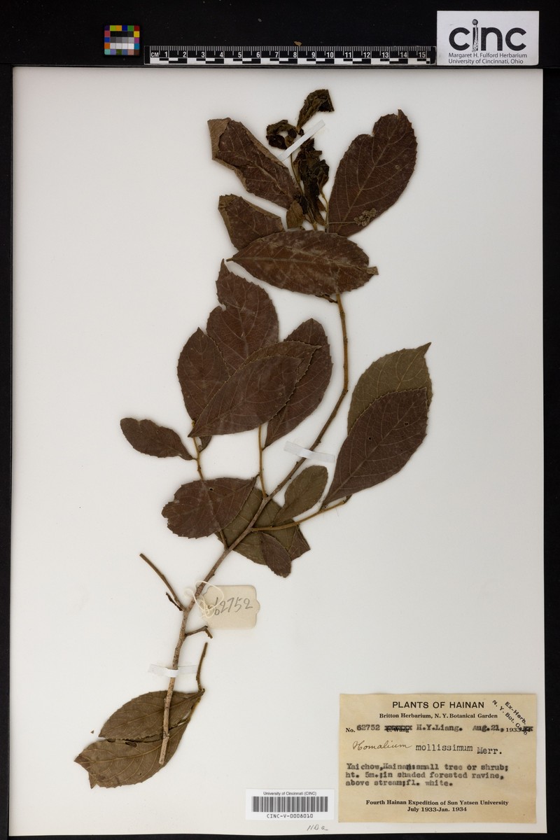 Homalium mollissimum