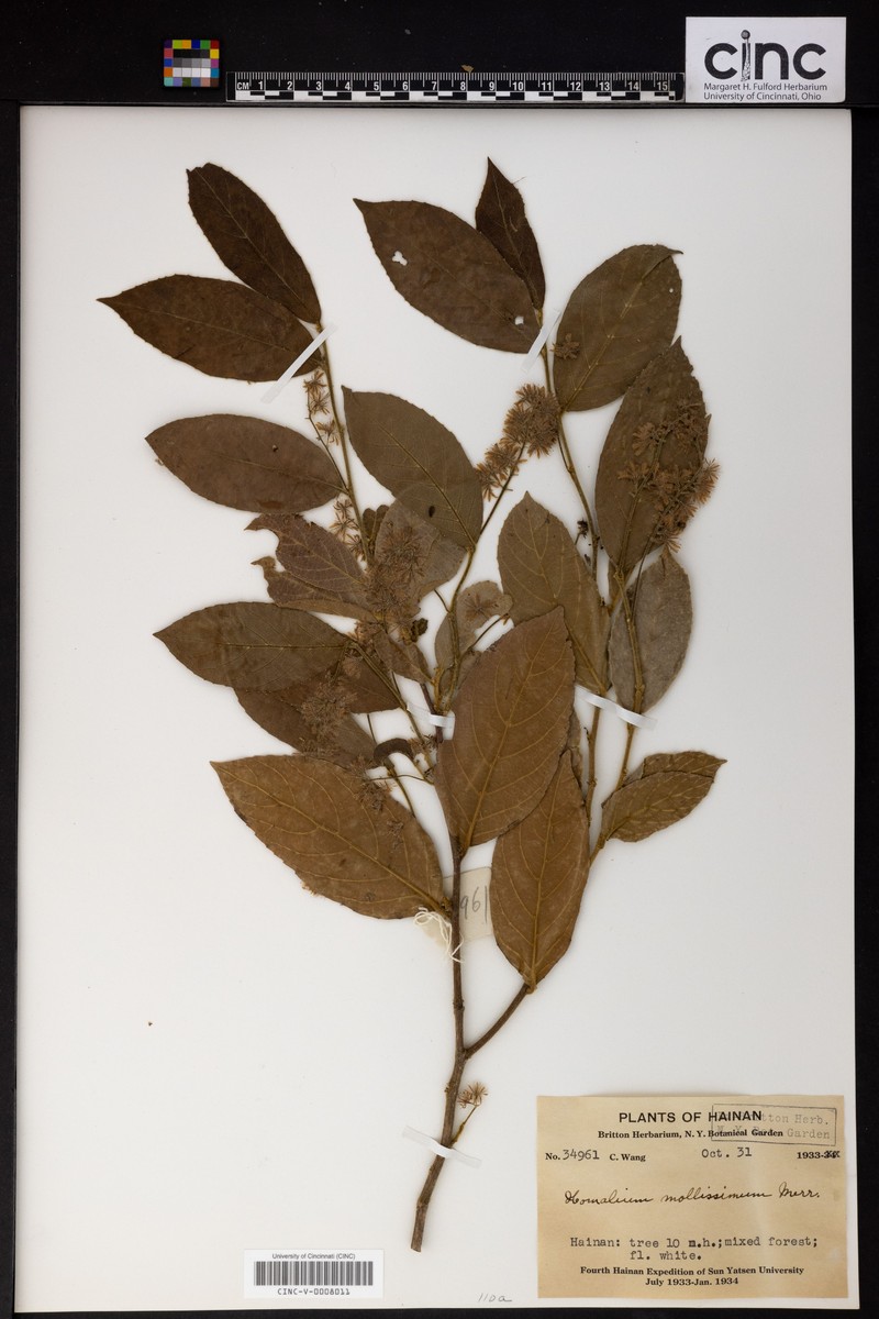 Homalium mollissimum photo 2