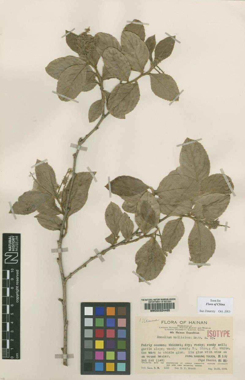 Homalium mollissimum photo 3