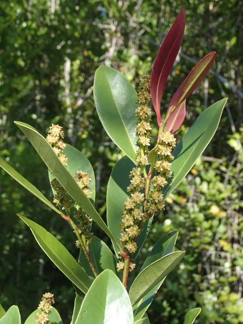 Homalium moniliforme