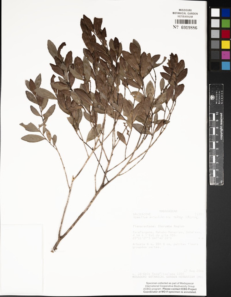 Homalium moniliforme subsp. littorale