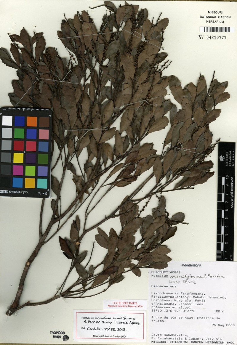 Homalium moniliforme subsp. littorale photo 2