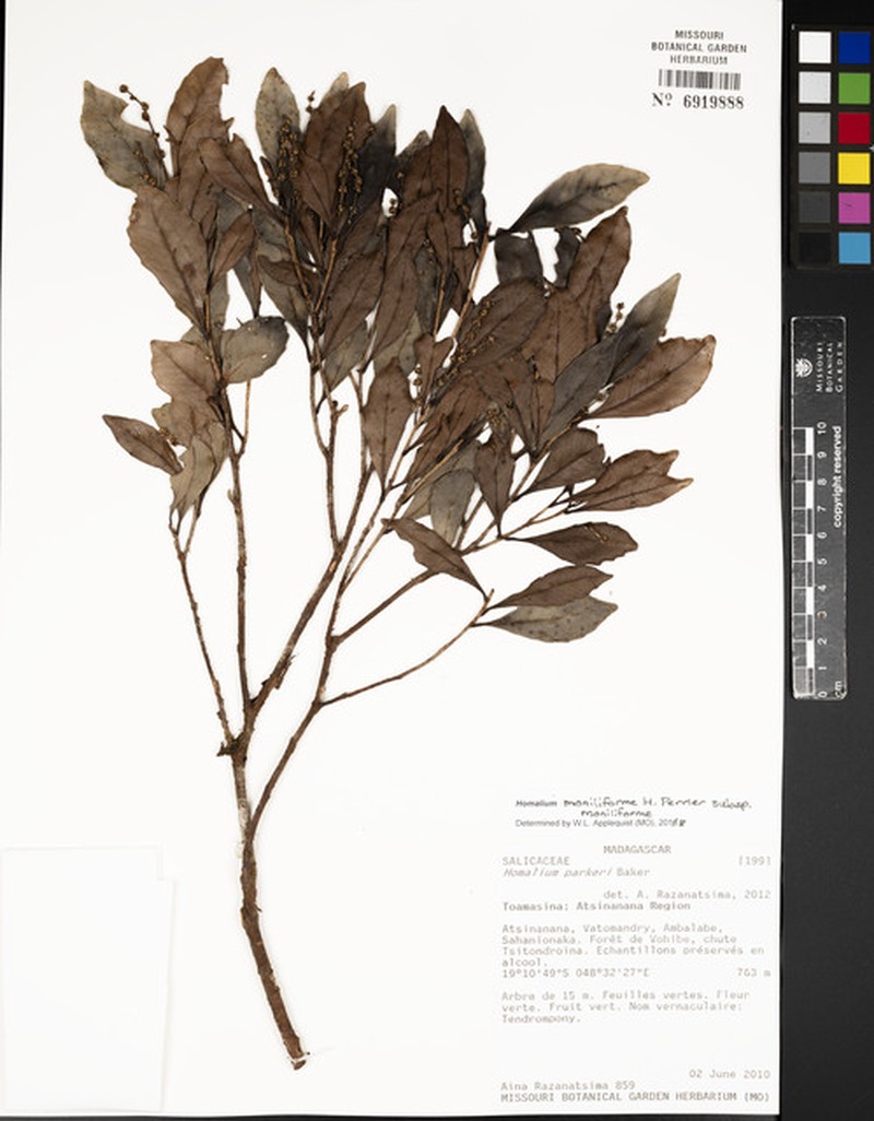 Homalium moniliforme subsp. moniliforme