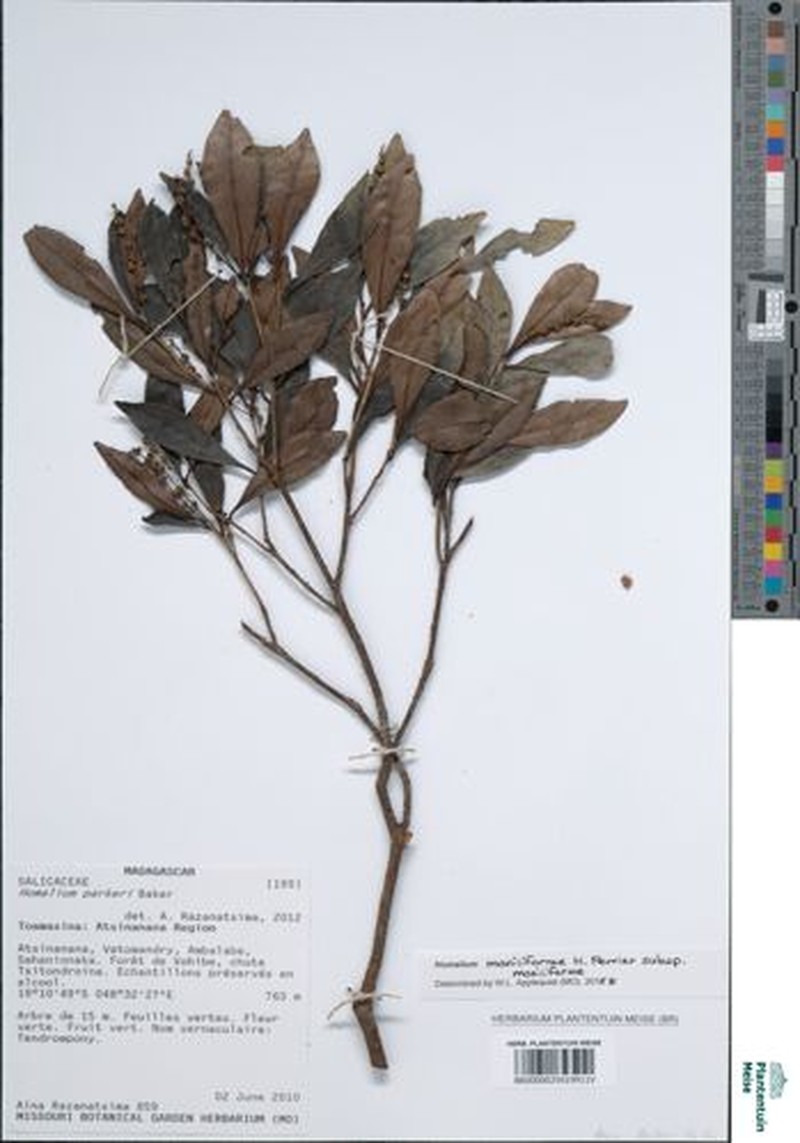 Homalium moniliforme subsp. moniliforme photo 2