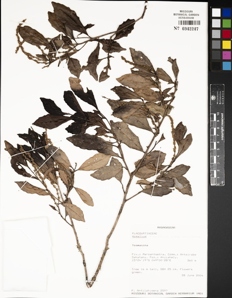 Homalium moniliforme subsp. moniliforme photo 3