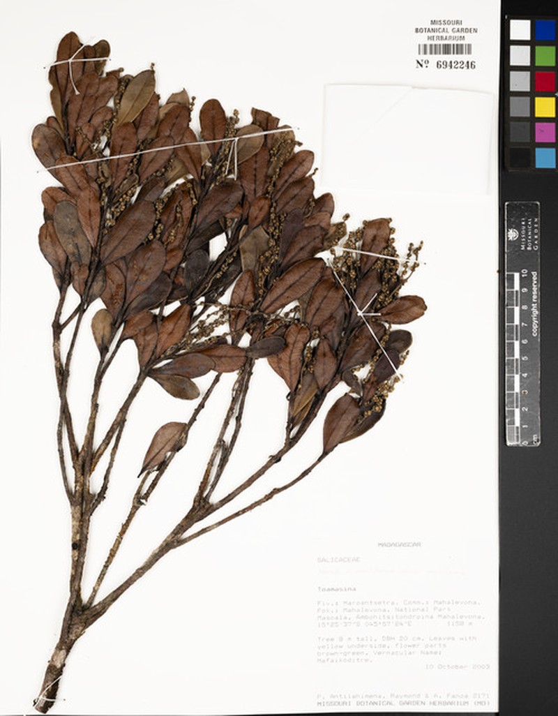 Homalium moniliforme subsp. moniliforme photo 4