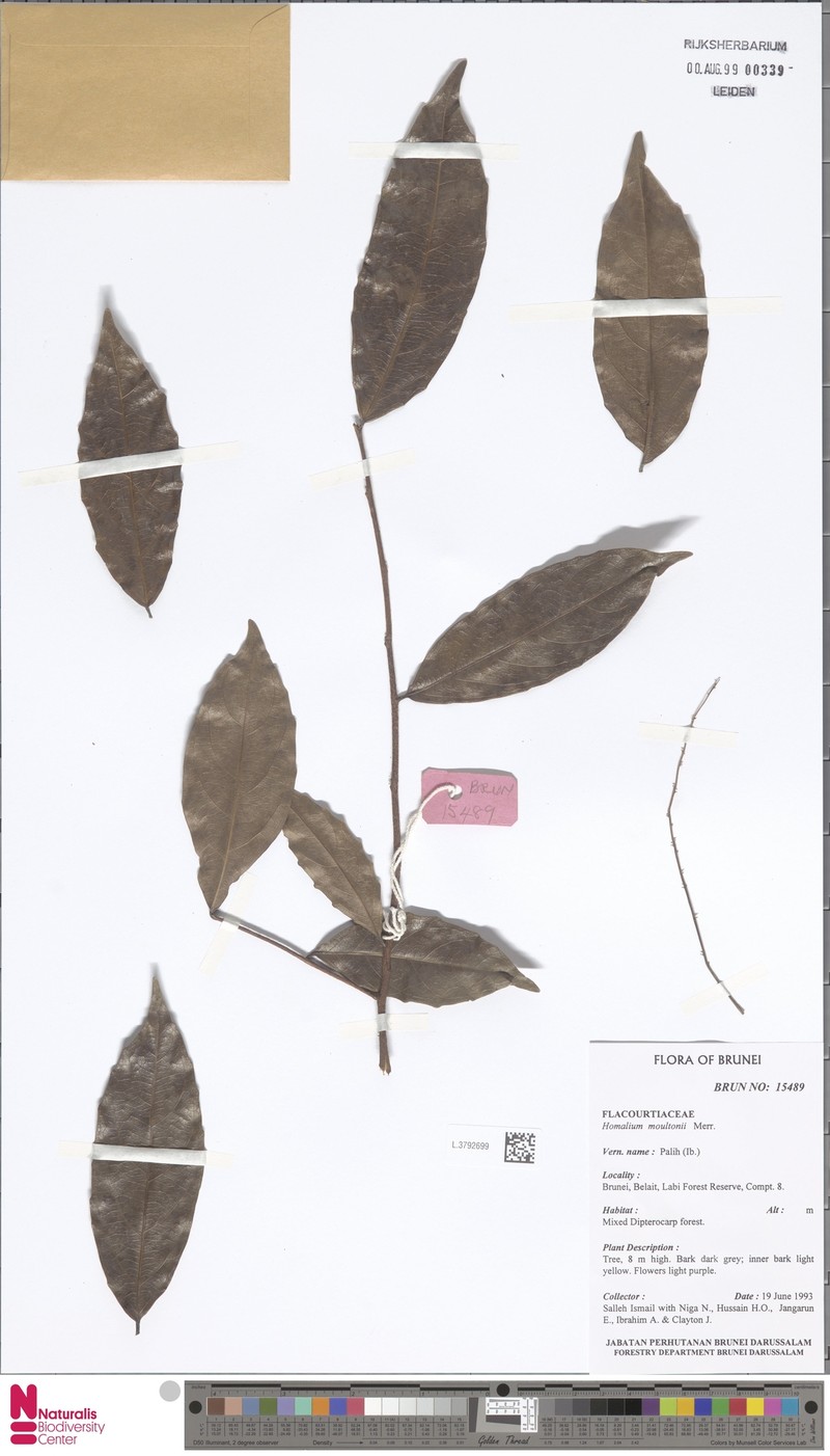 Homalium moultonii