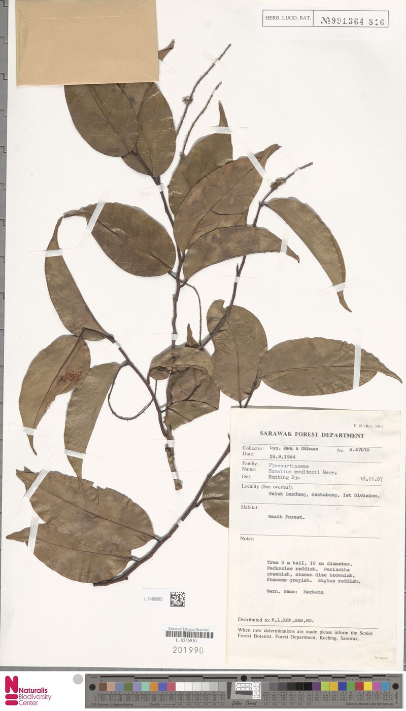Homalium moultonii photo 2