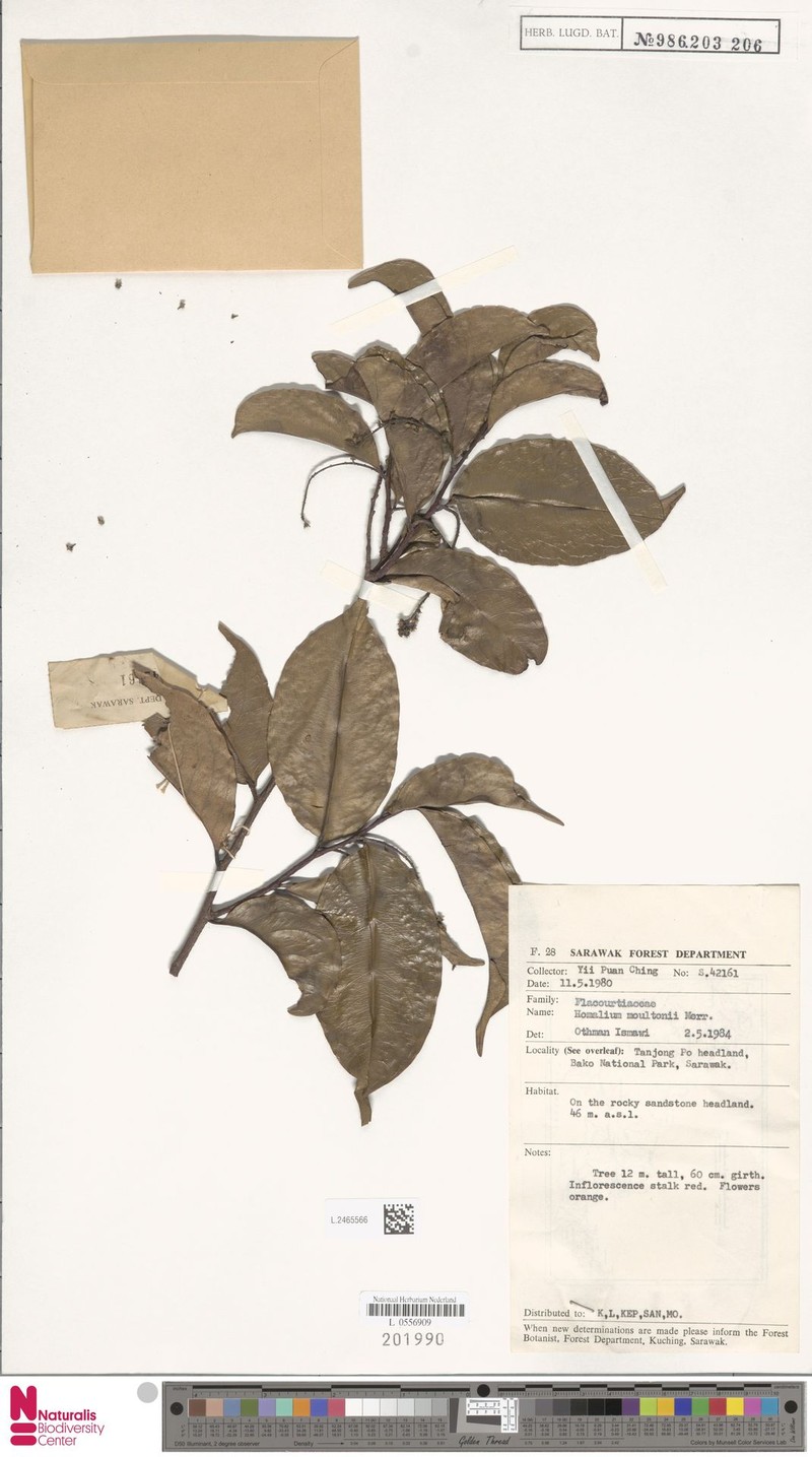 Homalium moultonii photo 3