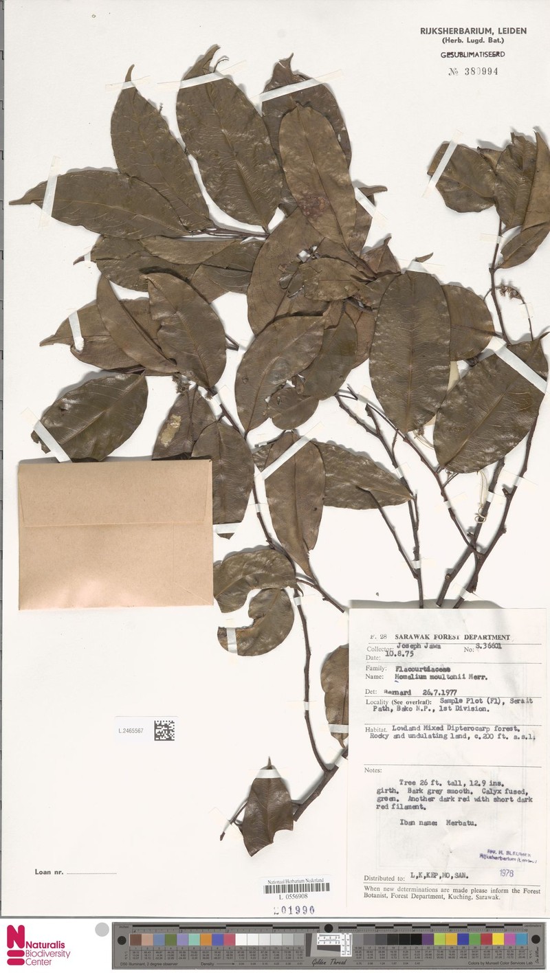 Homalium moultonii photo 4