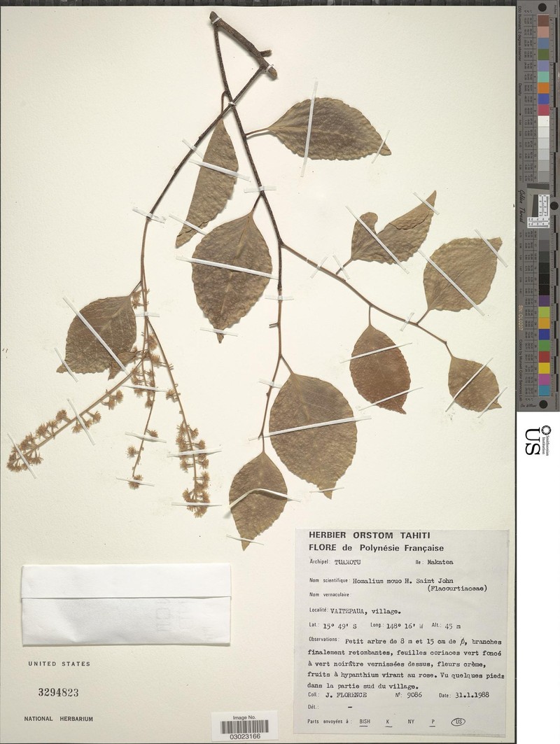 Homalium mouo