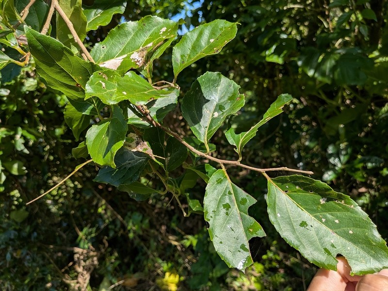Homalium multiflorum