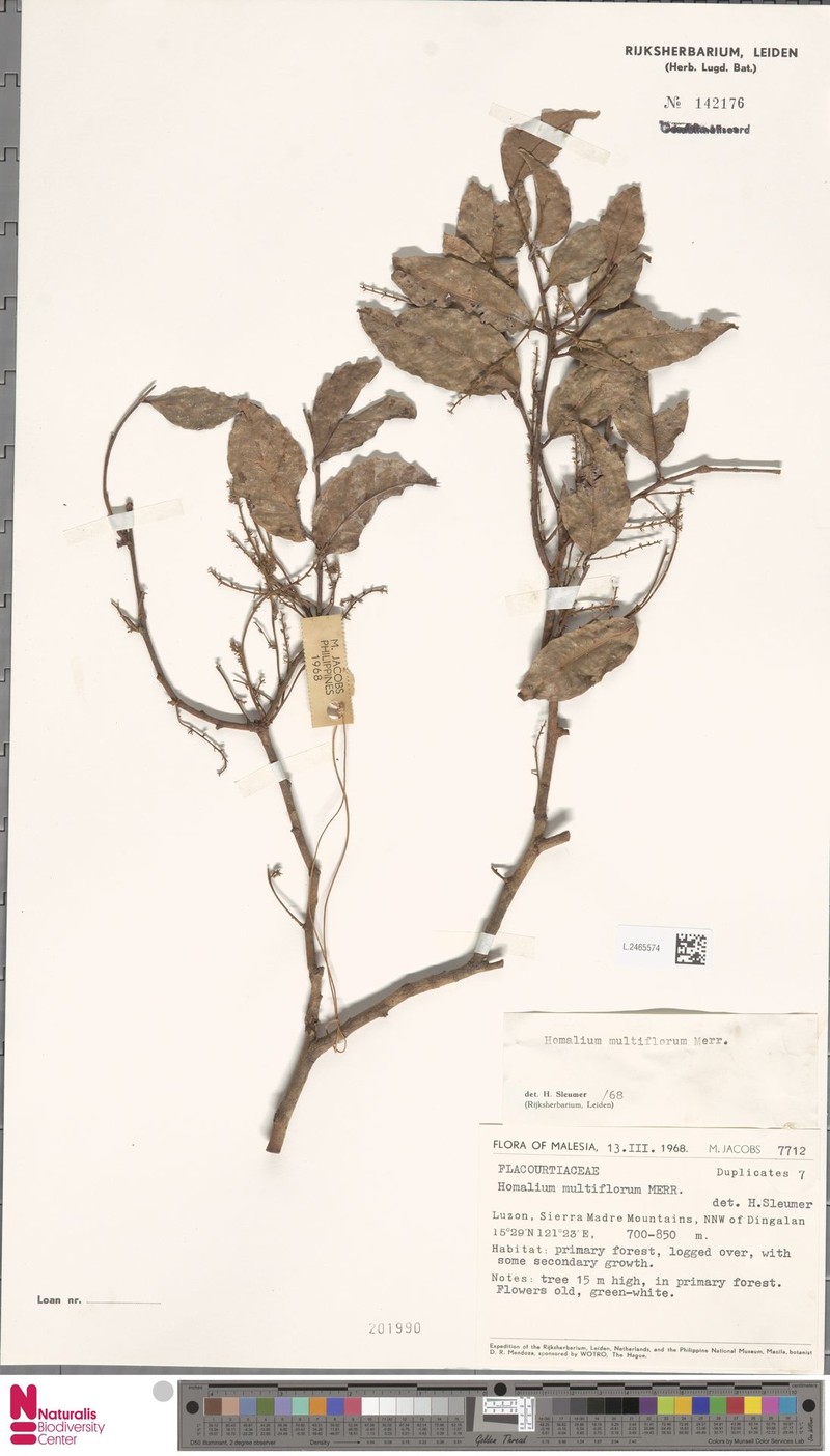 Homalium multiflorum photo 2