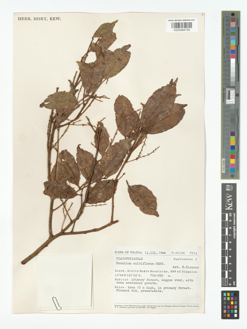 Homalium multiflorum photo 3