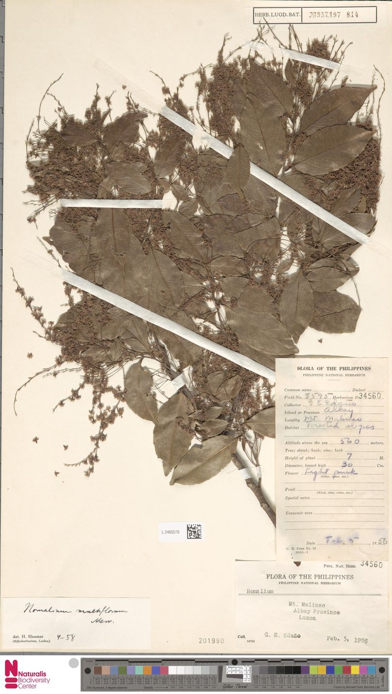 Homalium multiflorum photo 4