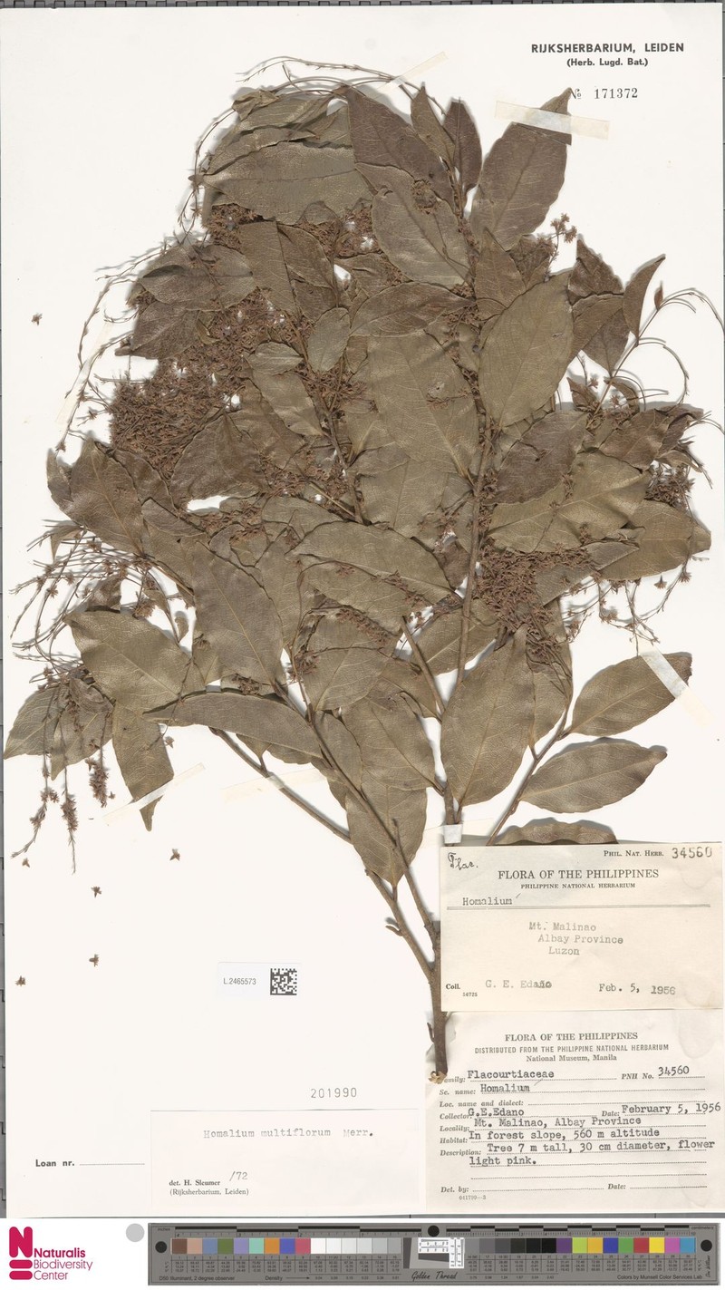 Homalium multiflorum photo 5