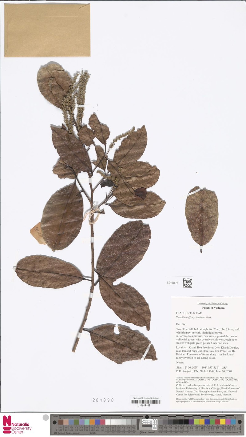 Homalium myriandrum