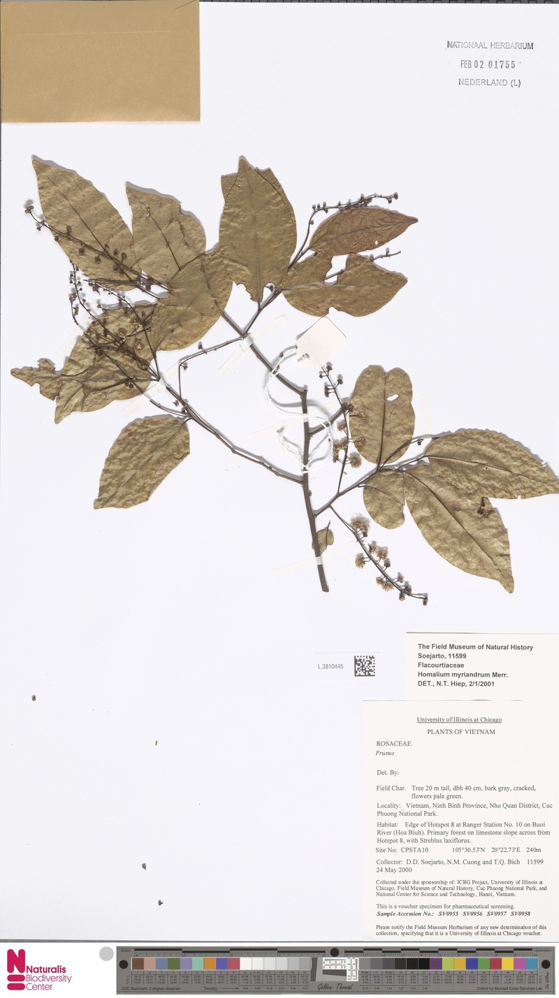 Homalium myriandrum photo 2