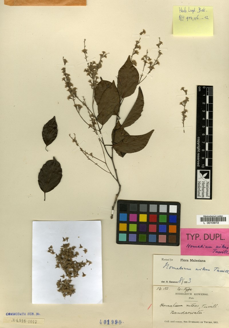 Homalium nitens