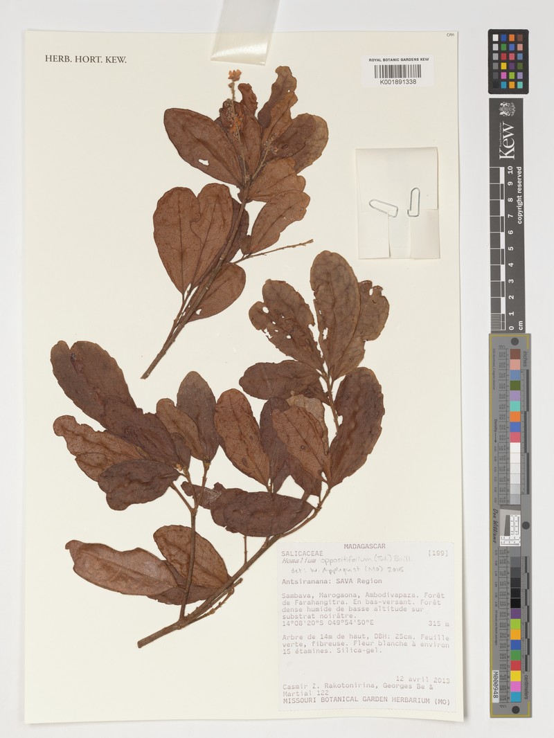 Homalium oppositifolium