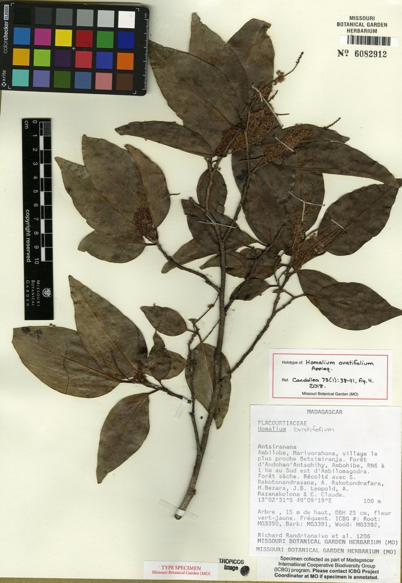 Homalium ovatifolium