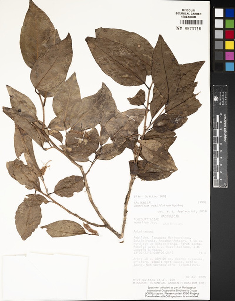 Homalium ovatifolium photo 2