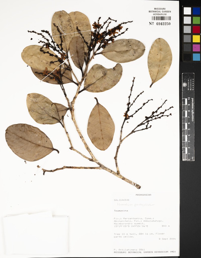 Homalium pachycladum