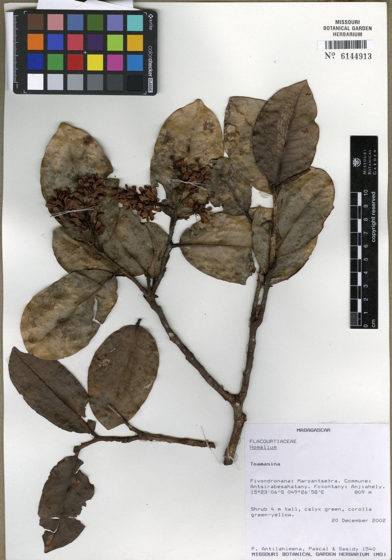 Homalium pachycladum photo 2