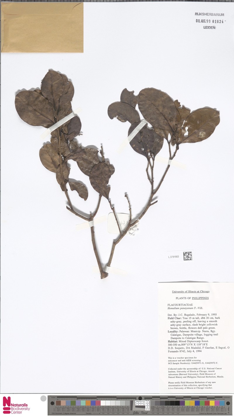 Homalium panayanum