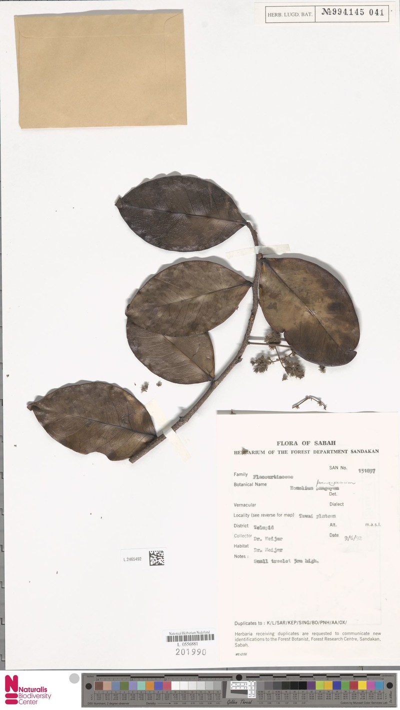 Homalium panayanum photo 2