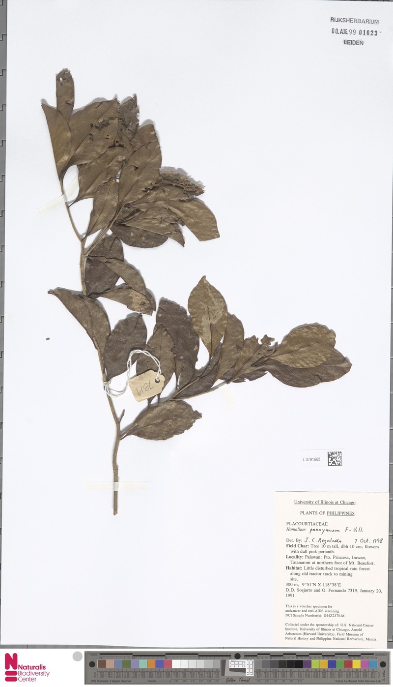 Homalium panayanum photo 3