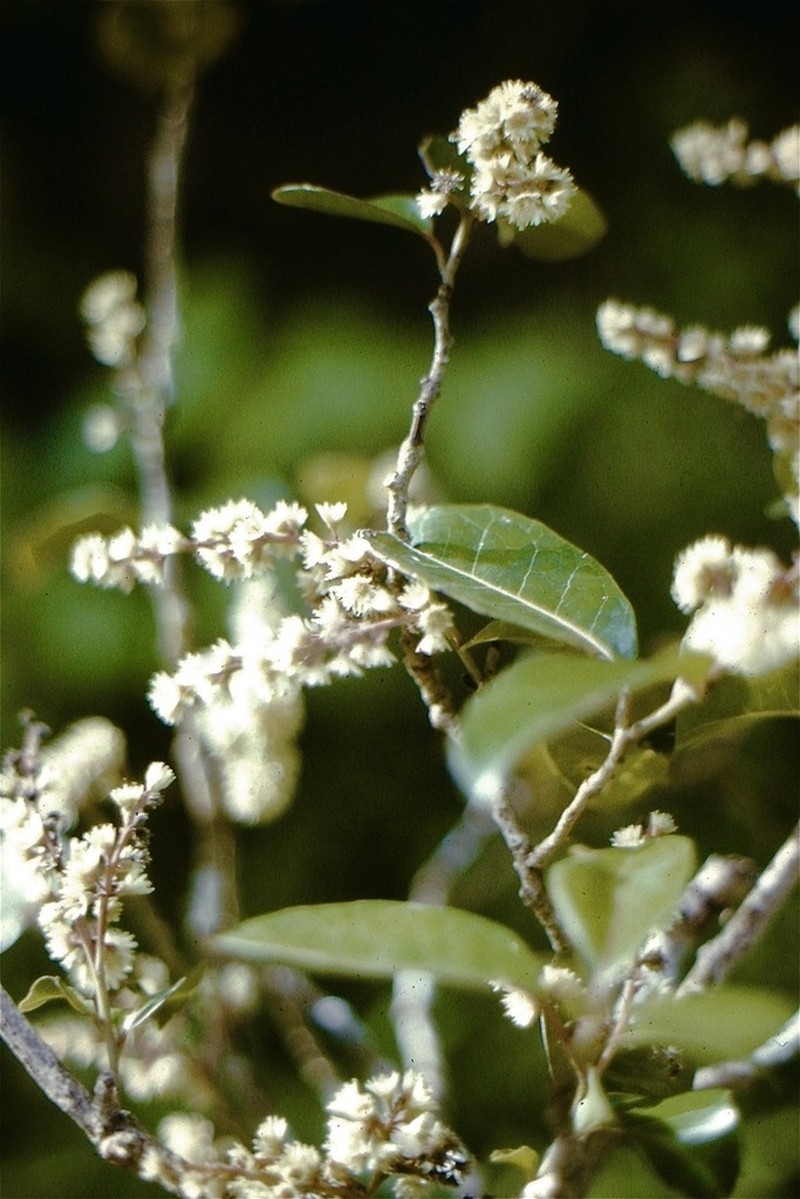 Homalium paniculatum