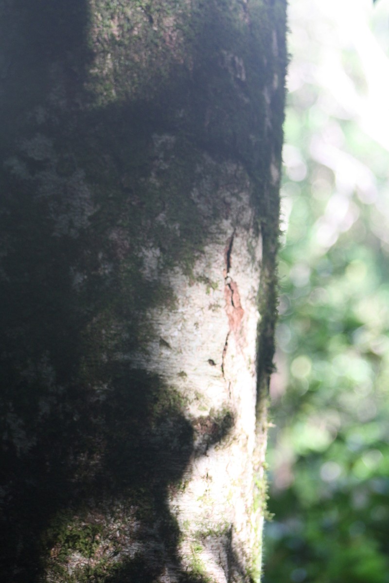 Homalium paniculatum photo 2