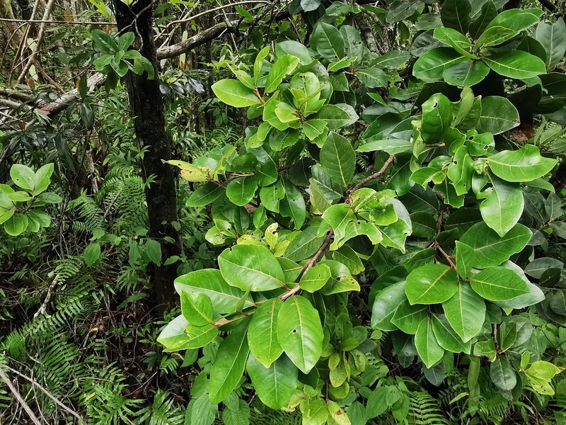 Homalium paniculatum photo 3