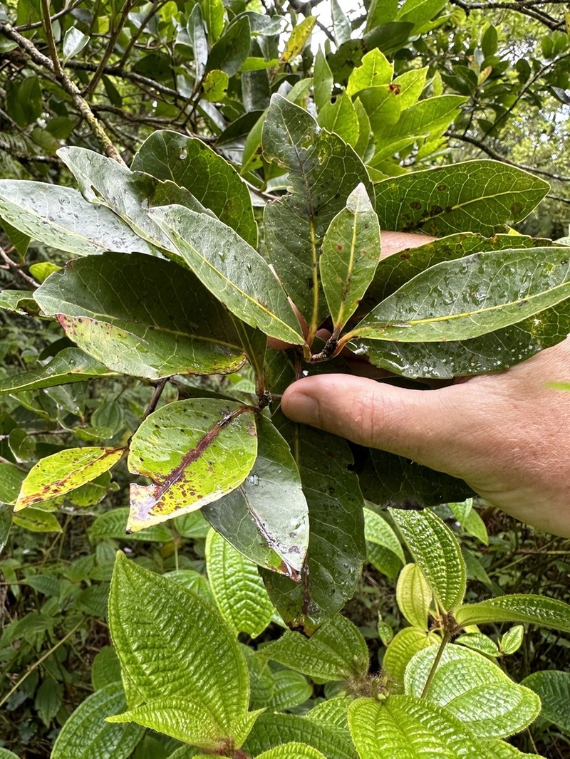 Homalium paniculatum photo 4