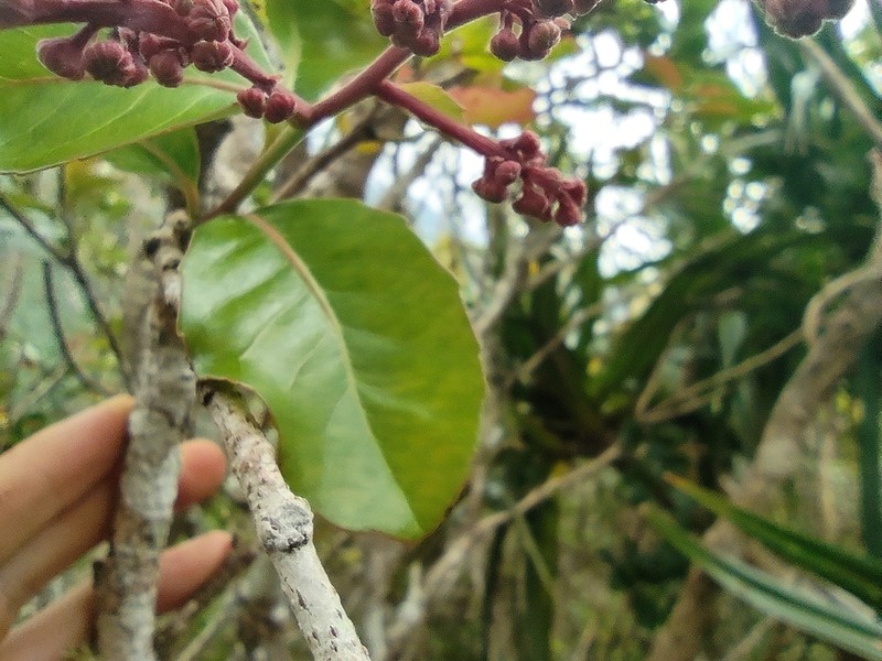 Homalium paniculatum photo 6
